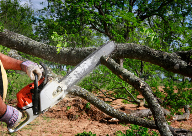 Best Emergency Storm Tree Removal  in Dumas, AR